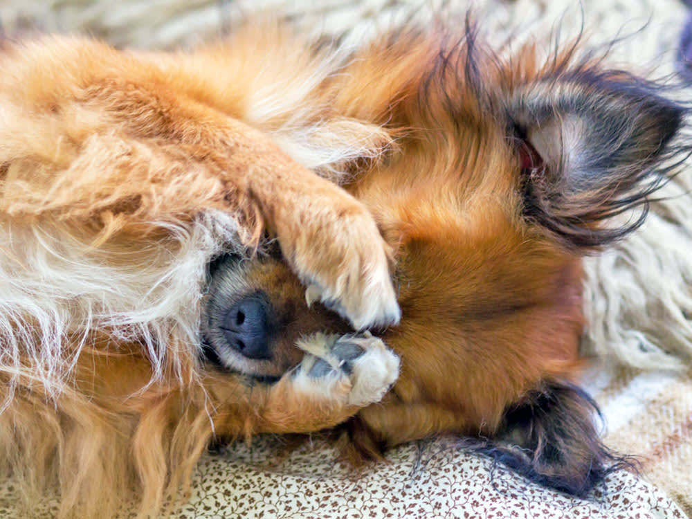 Cute small dog covering eyes with paws.
