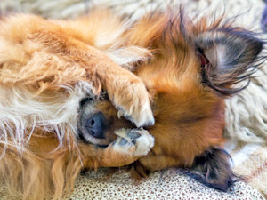 Cute small dog covering eyes with paws.