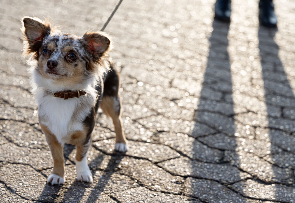 a small chihuahua standing in the sun