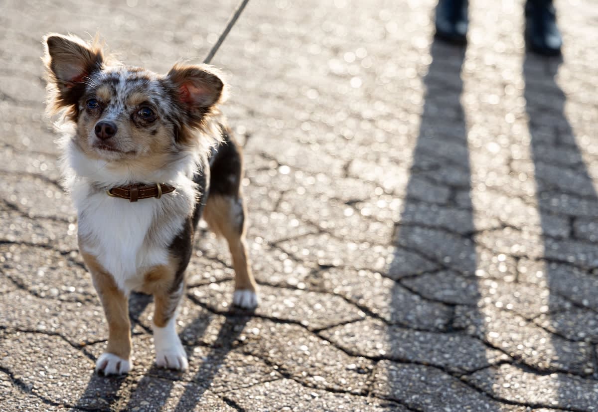 a small chihuahua standing in the sun