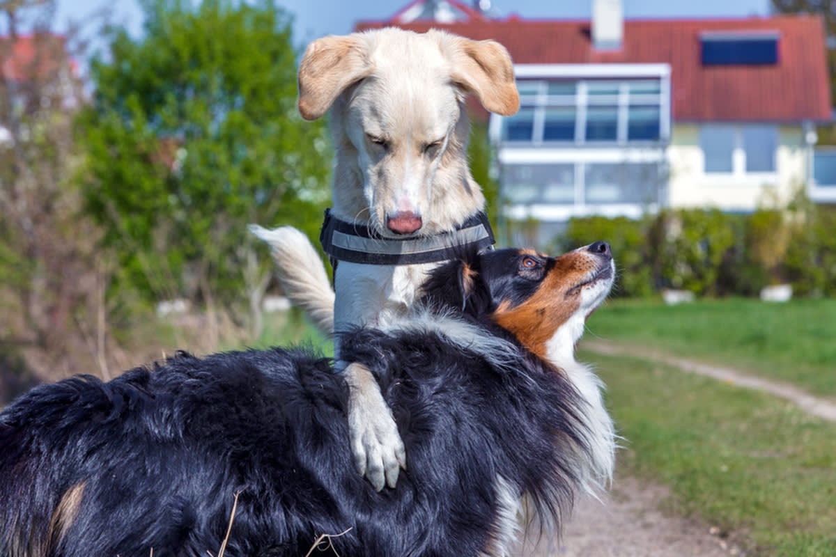 Dog paw on other dog