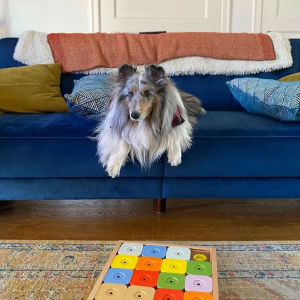 A dog sitting on a couch with a sudoku game on the floor. 