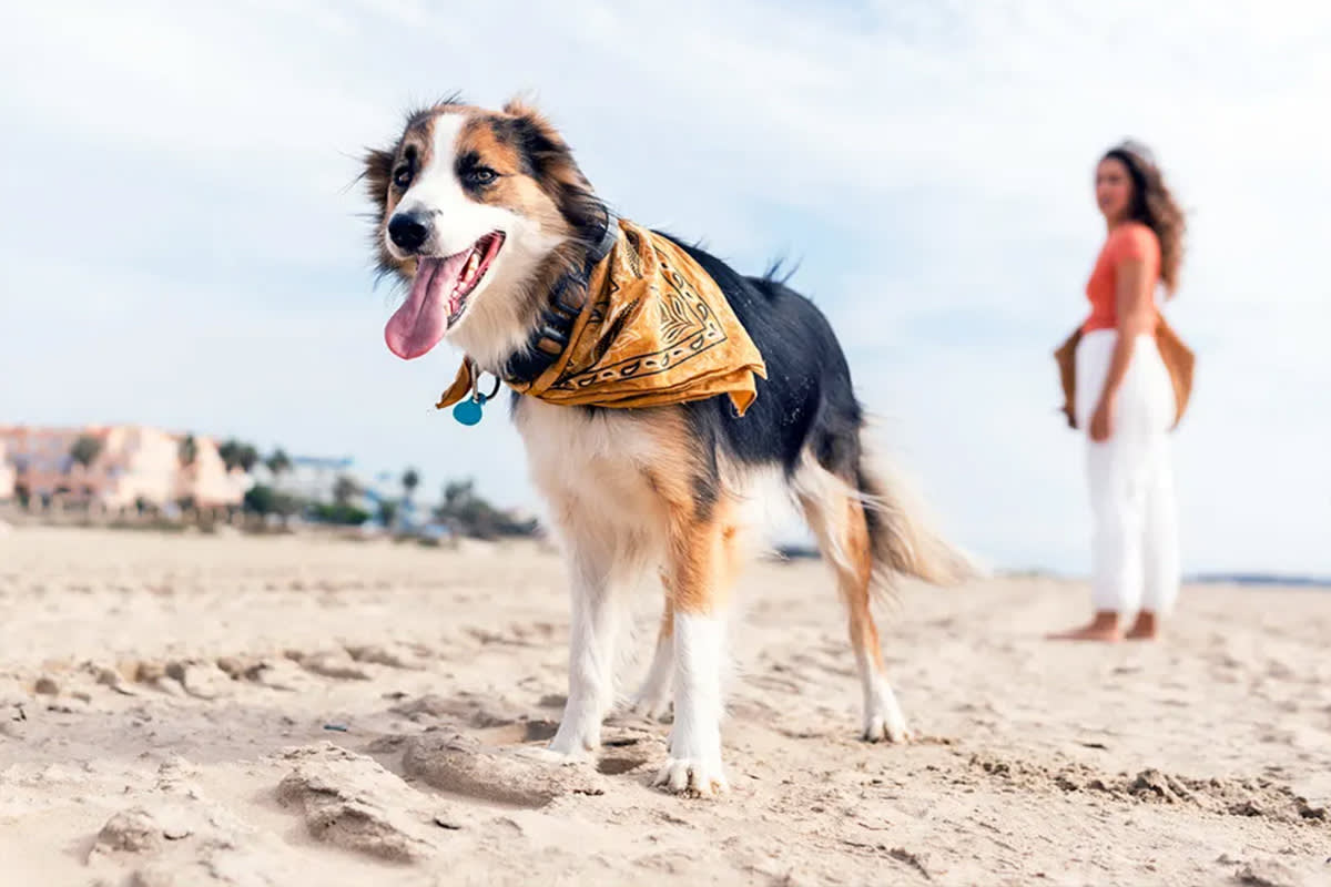 dog with bandana walking on the beach