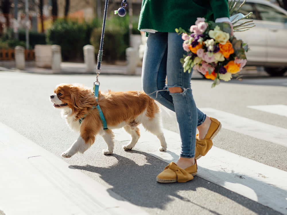 Dog crossing road on a leash with pet parent carrying a bouquet of flowers