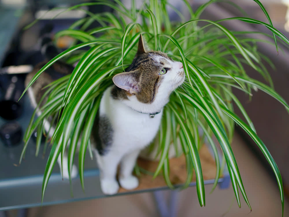 Cat playing in spider plant.