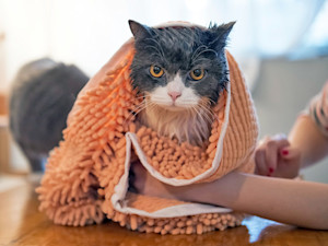 Miserable looking cat wrapped in a towel at home.