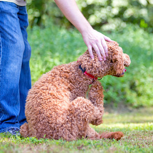 Poodle dog scratching an itch outside in the grass.