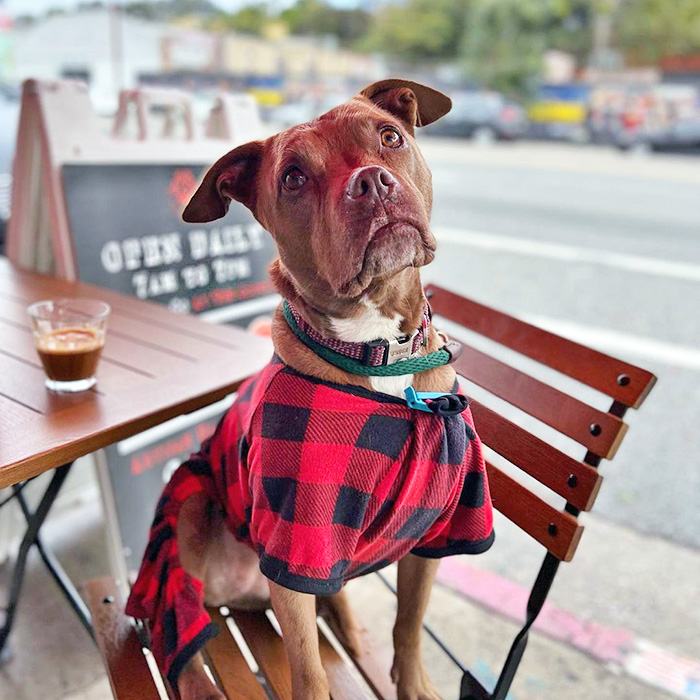 a dog poses at Muddy Paw LA