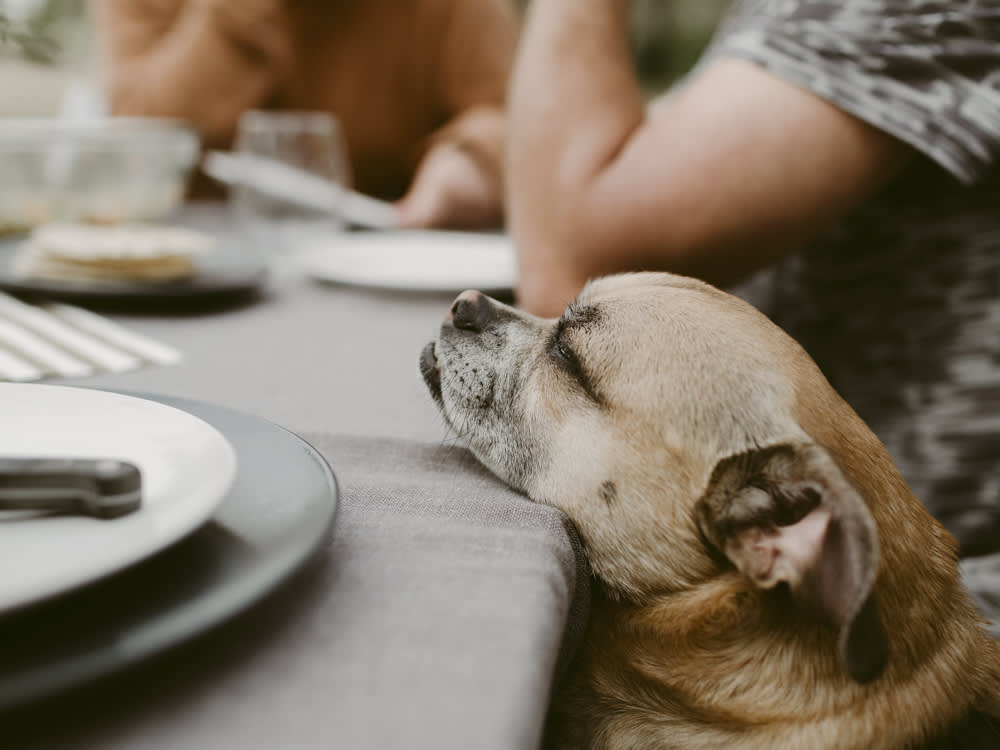Here's Why It's Dangerous to Let Your Dog Lick Your Plate