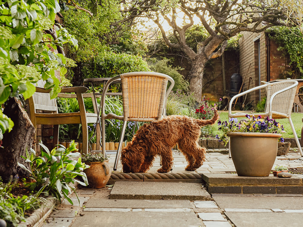 Pet dog sniffing around in a domestic garden