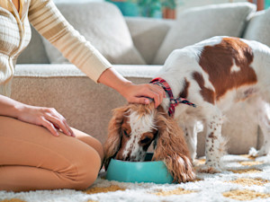 Dog being fed at home.
