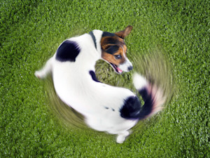 Dog spinning in circles in the grass.