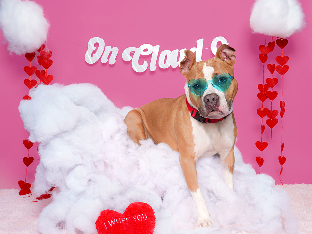 an orange and white dog on a fake cloud