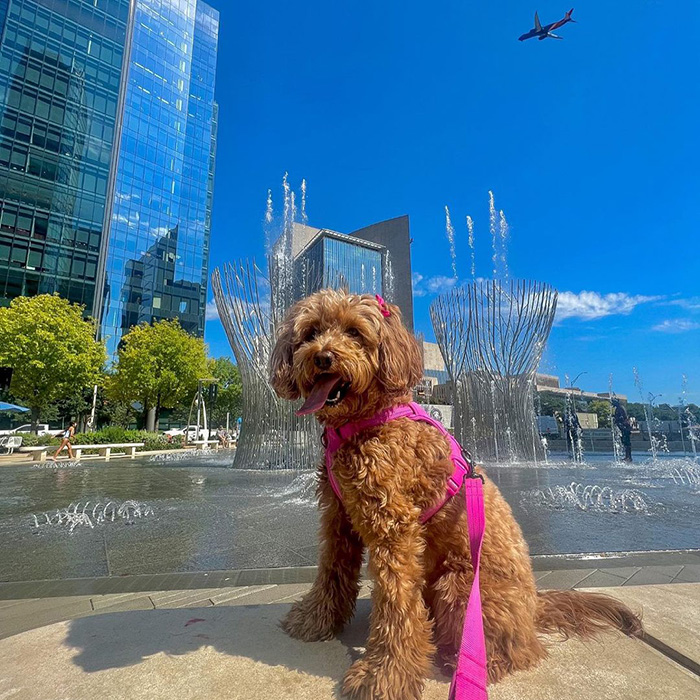 a dog outside at Klyde Warren Park 