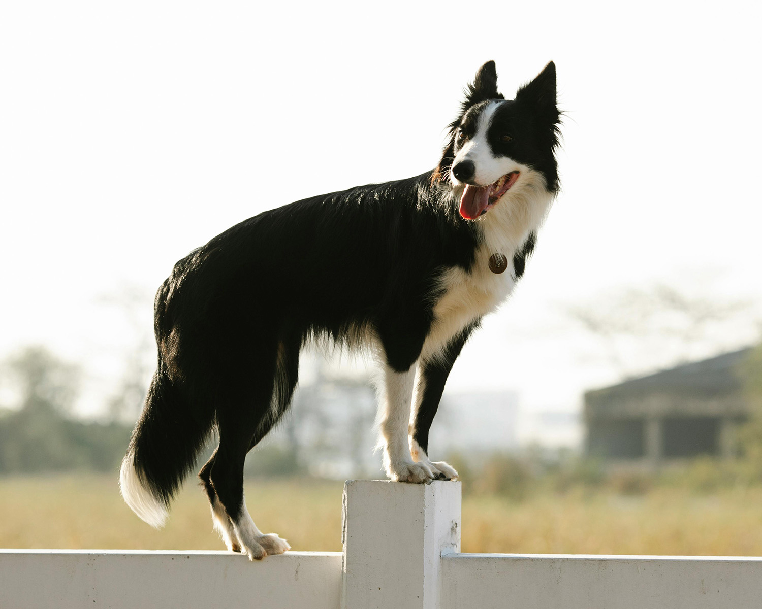 border collie dog climbing a white fence