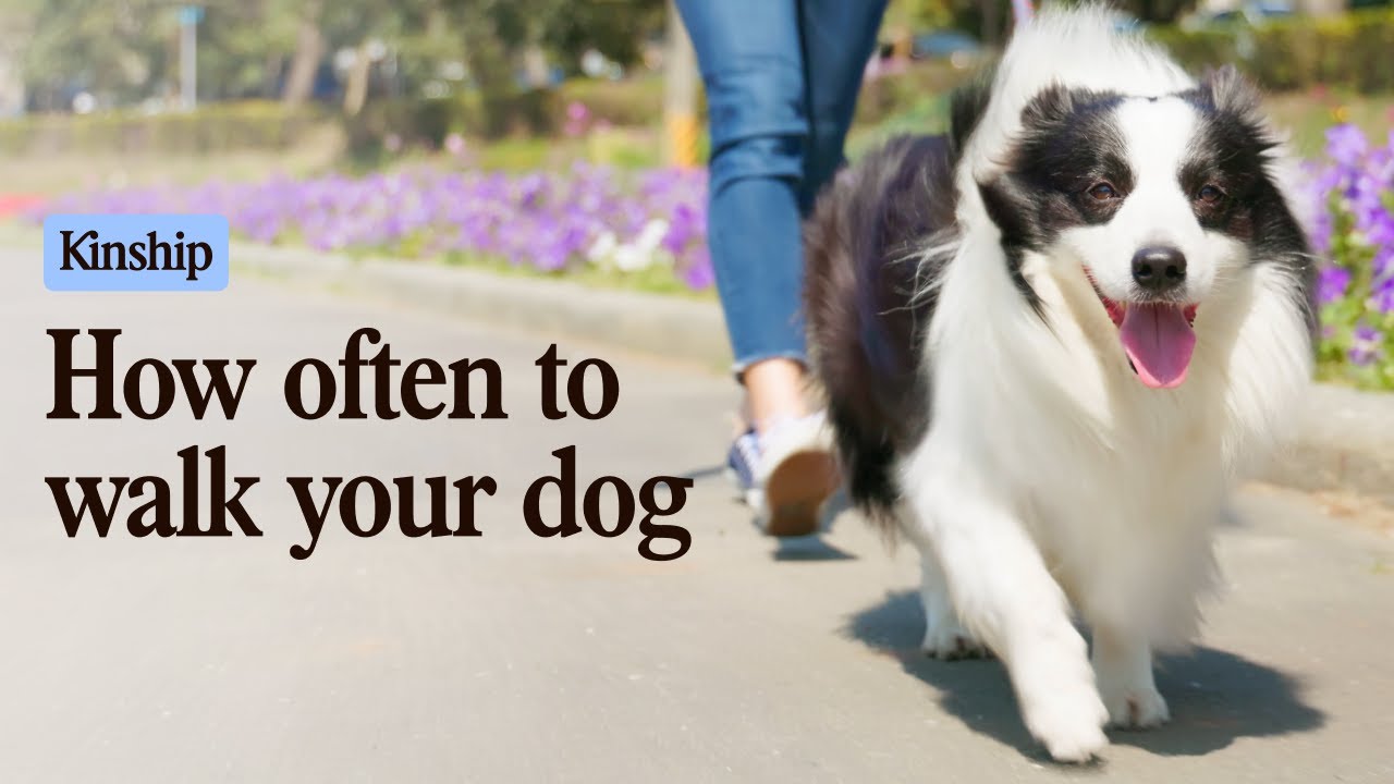 How Many Walks Does Your Dog Really Need?