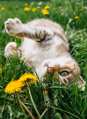 Cat rolling in grass with dandelions