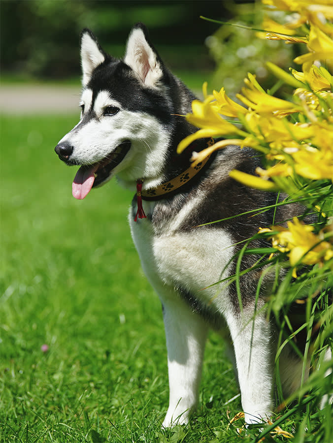 Black and white Siberian Husky dog sitting on a green grass near yellow lily flowers in summer.