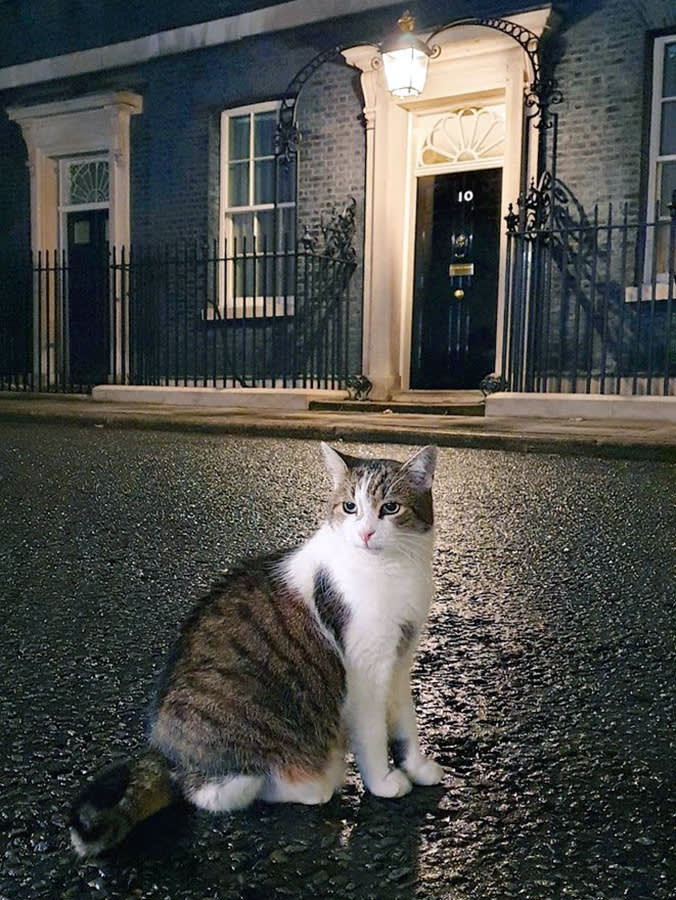 cat sitting outside 10 downing street