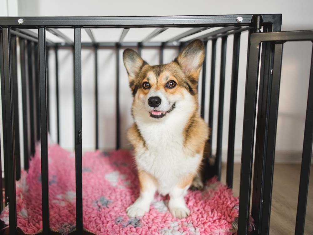 what does dogs in the crate mean