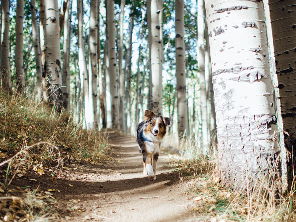 A dog walking on a trail through a forrest of white birch trees. 