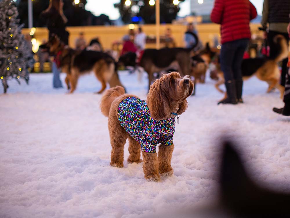 dog ppl x Kinship holiday event