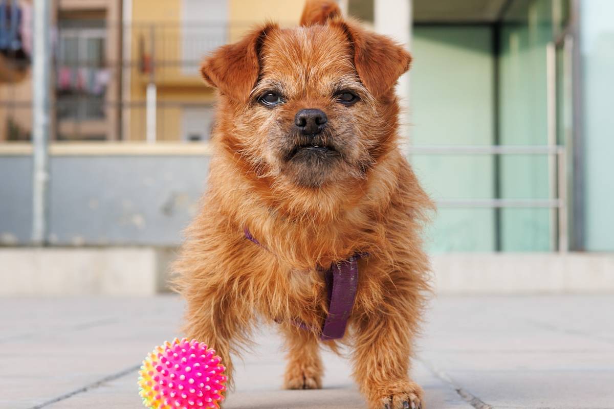 small scruffy dog with ball looking angrily at camera