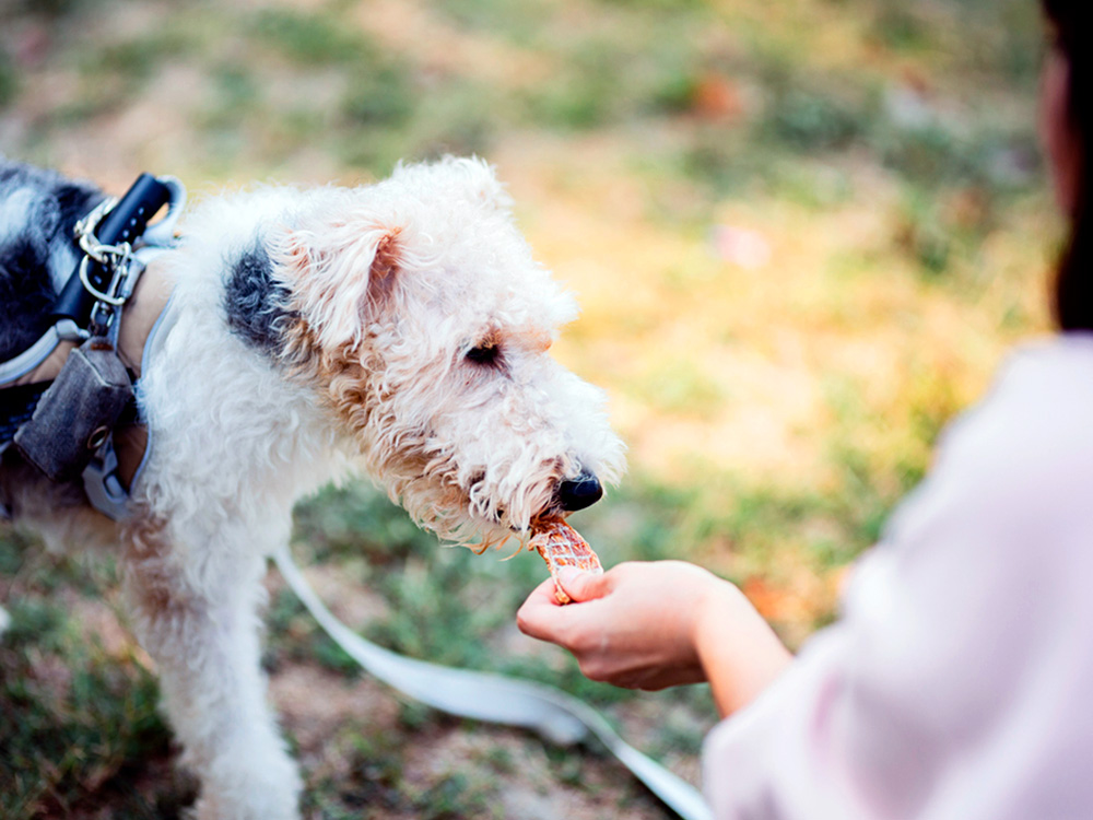 Woman feeding her dog beef jerky.