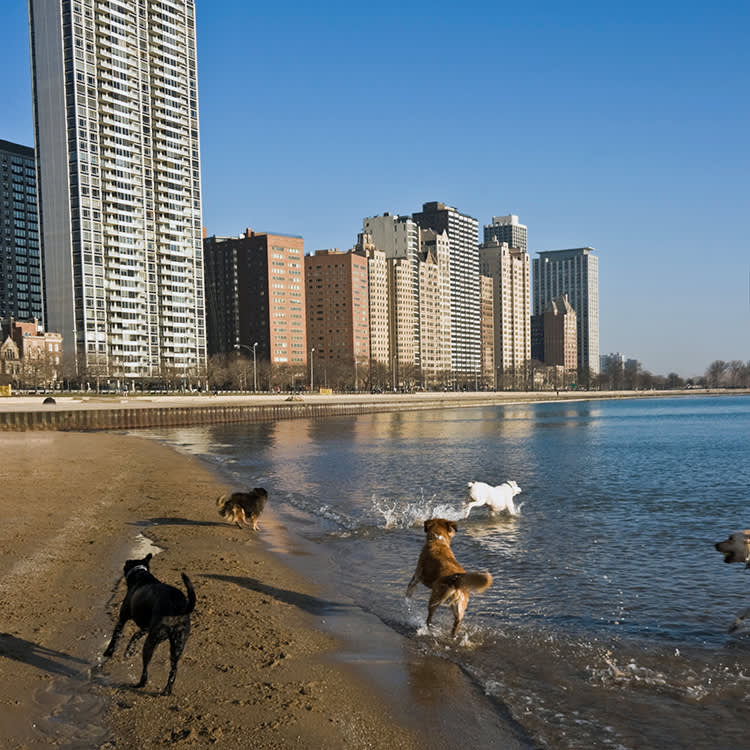 Four dogs playing on the shore of a beach with the Chicago cityscape in the background