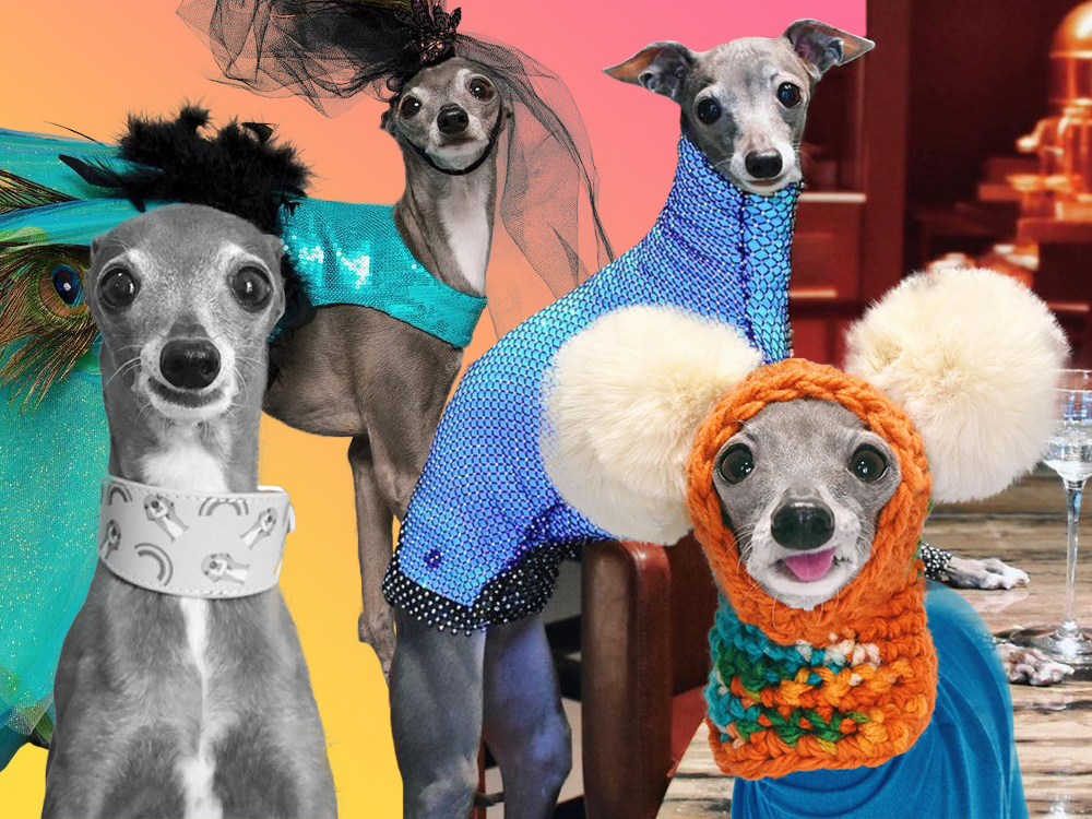 Italian Greyhound Clothes: Our TOP Iggy Clothing Brands