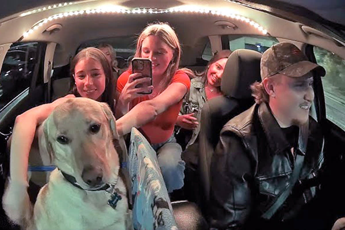Passengers petting Bowie the Uber Dog