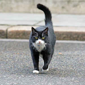 Foreign & Commonwealth Office Cat and Chief Mouser Palmerston seen in Downing Street.