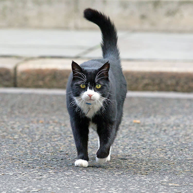 Foreign & Commonwealth Office Cat and Chief Mouser Palmerston seen in Downing Street.