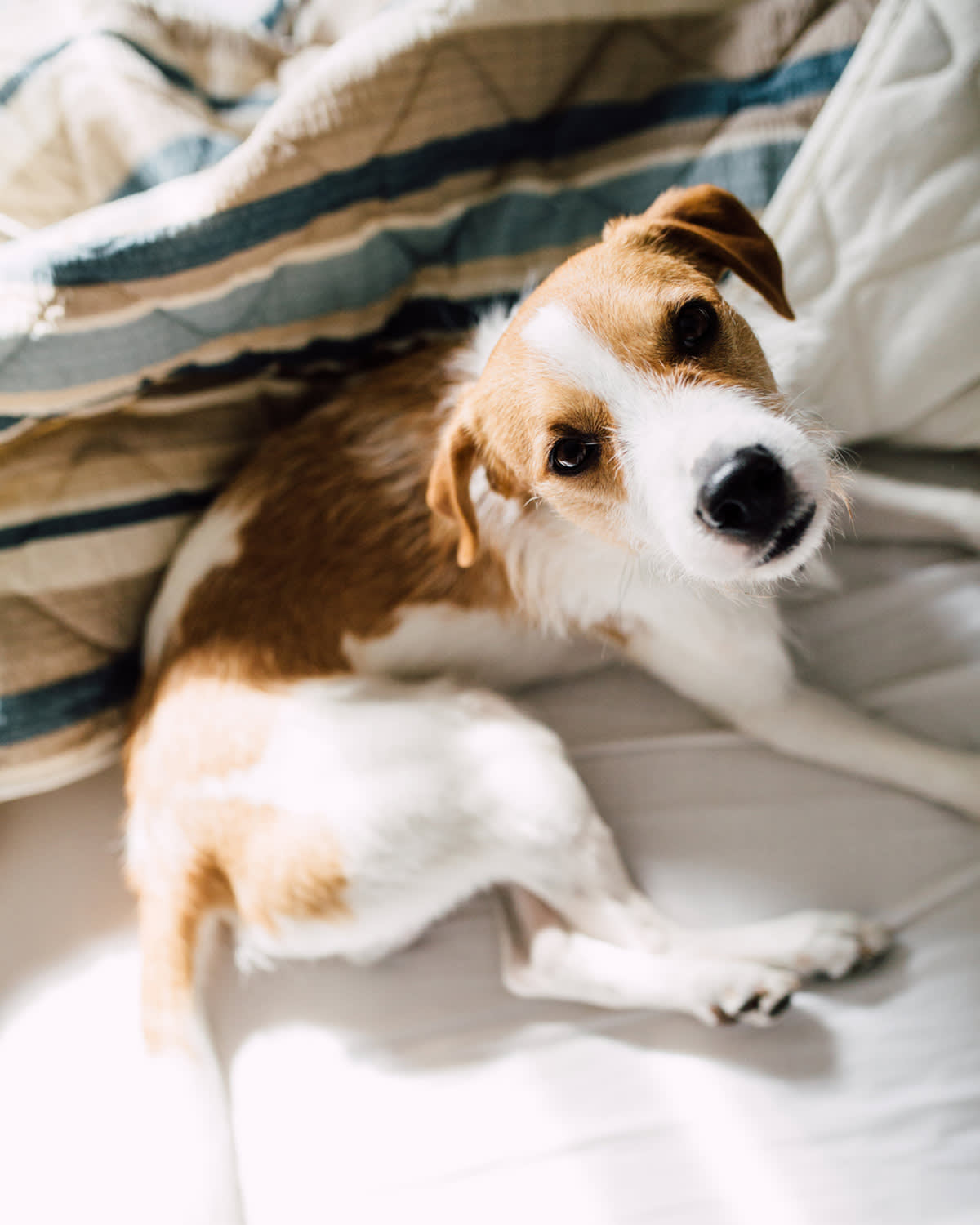 Small brown and white dog lying in a bed looking up at the camera