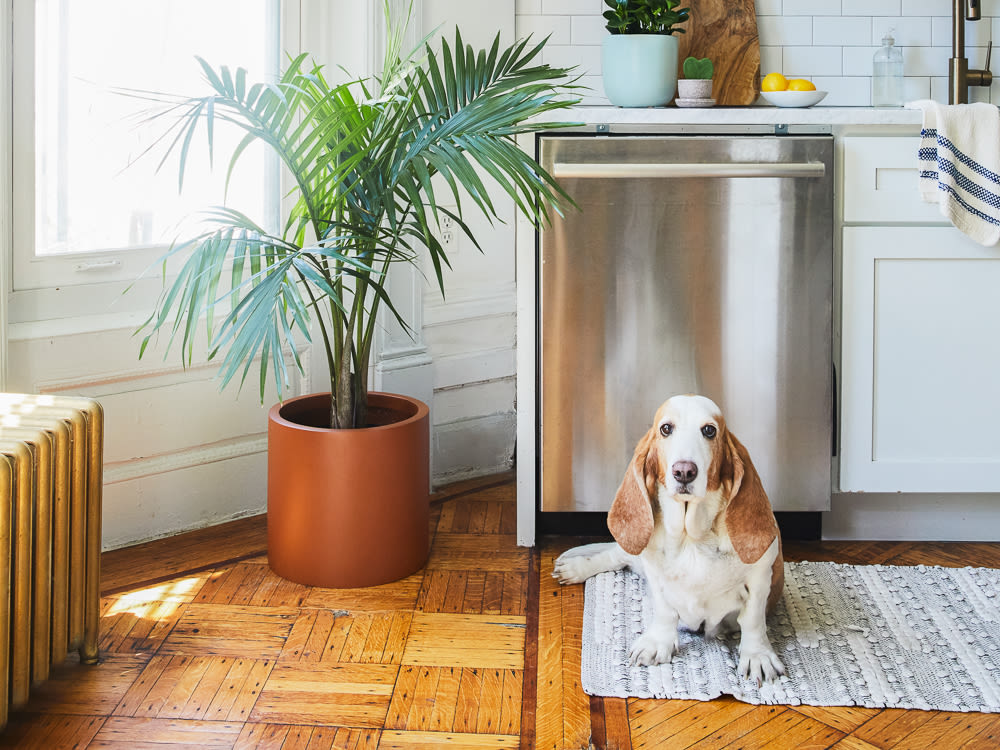 Basset Hound sitting in a bright sunny apartment beside a potted palm tree