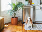 Basset Hound sitting in a bright sunny apartment beside a potted palm tree