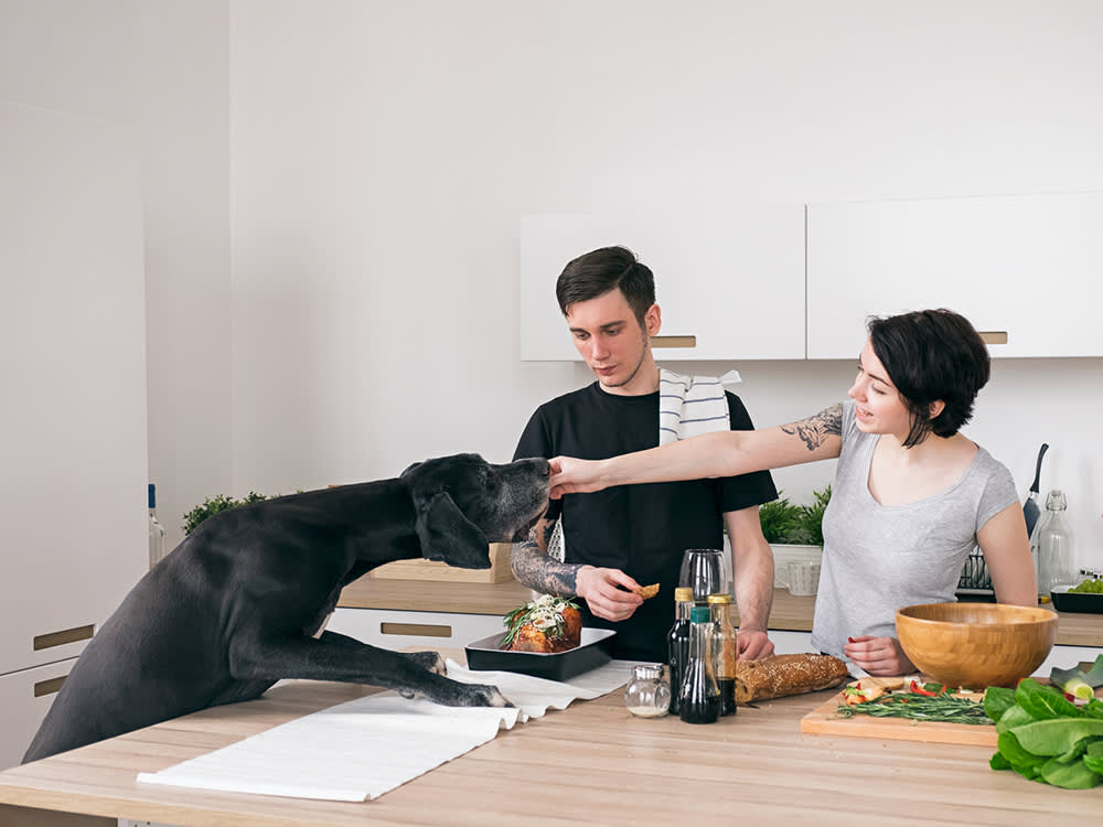 pet parents making homemade dog food cheaper for black dog climbing on counter