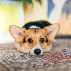 Cute Welsh Corgi sleeping with arm underneath itself.