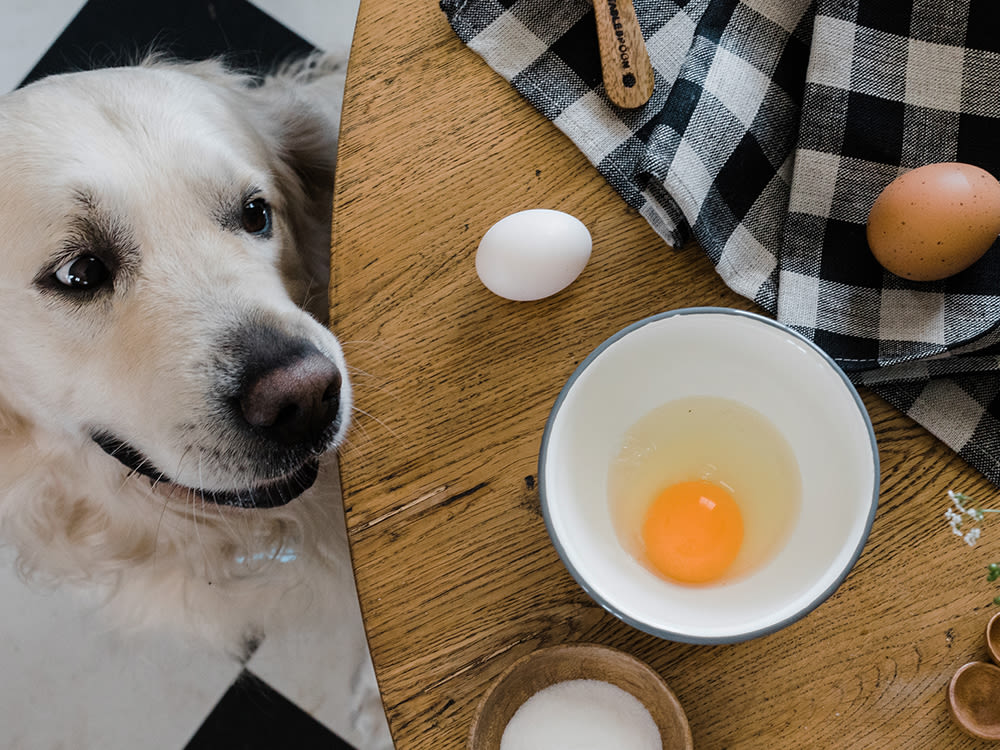 why are egg shells good for dogs