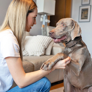 Cute dog putting his paw on a woman at home.