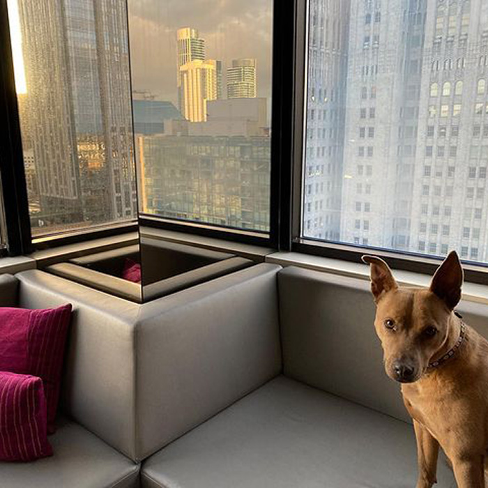 an orange dog at The W