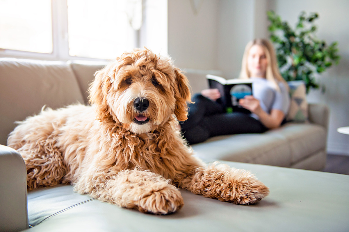 dog sitting on the opposite edge of the couch than pet parent
