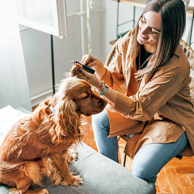 Woman brushing dog's ears at home.