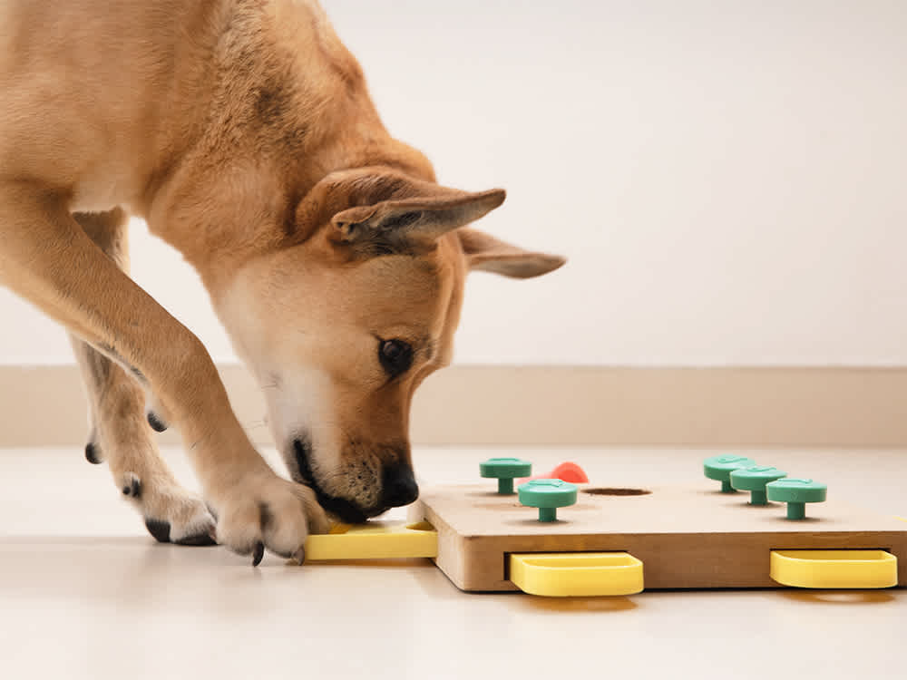 Dog looking for treats in an interactive dog puzzle toy