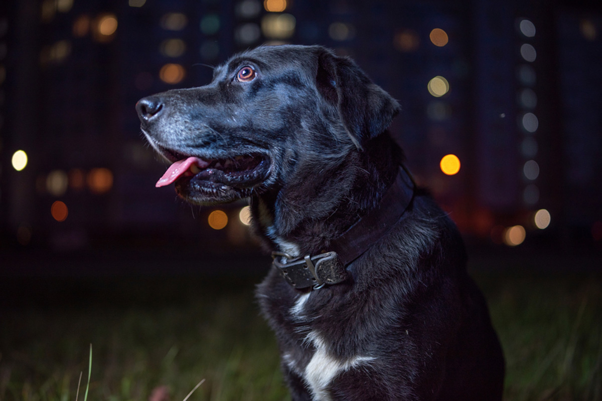 dog looking at the moon