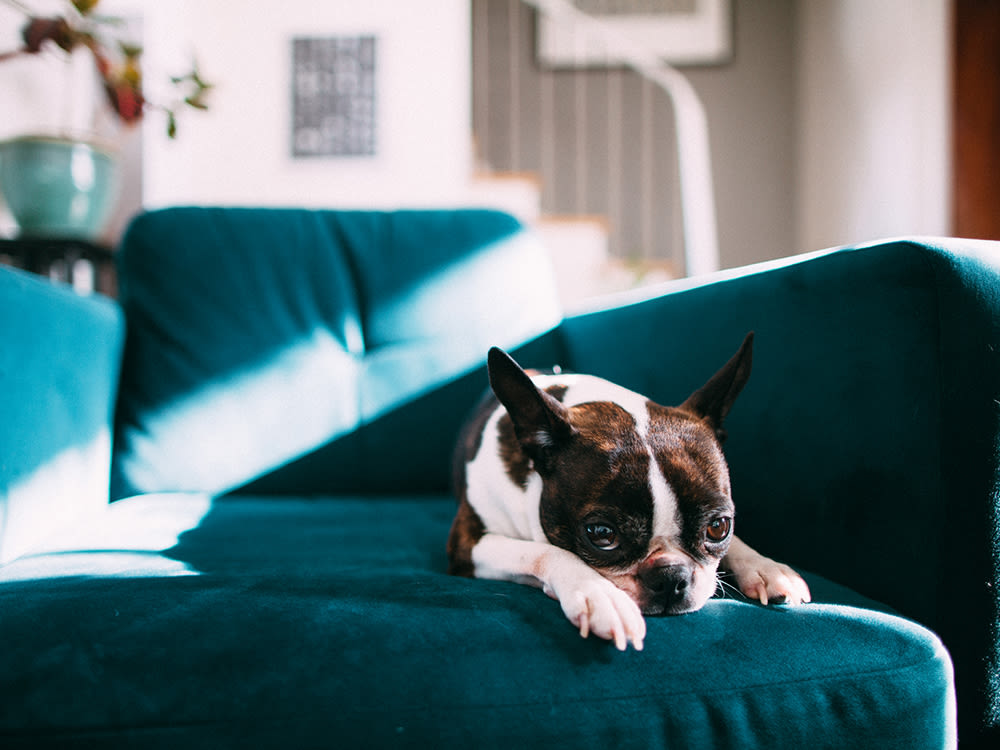 A Boston terrier hanging out in a teal blue chair