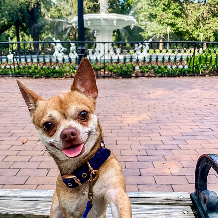 a happy dog poses near a fountain
