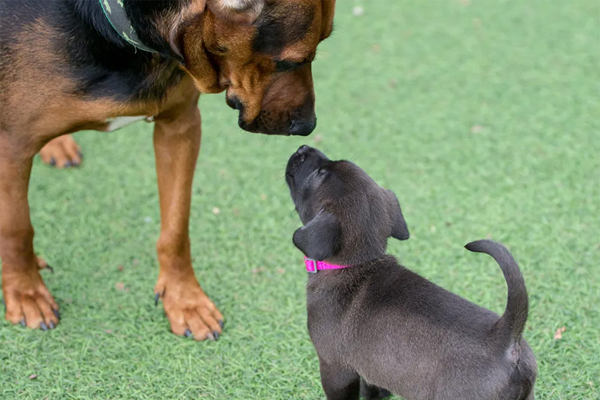 Two dogs looking at each other