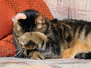 Cat hiding its face behind a paw at home.