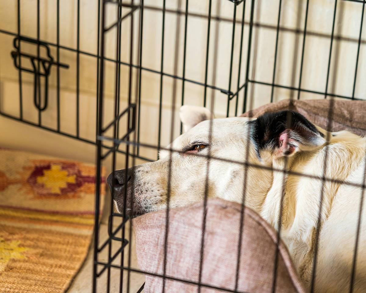 Dog lying in a crate